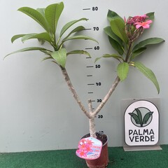 Bloemen-flowers Plumeria rubra Epic- Frangipanier