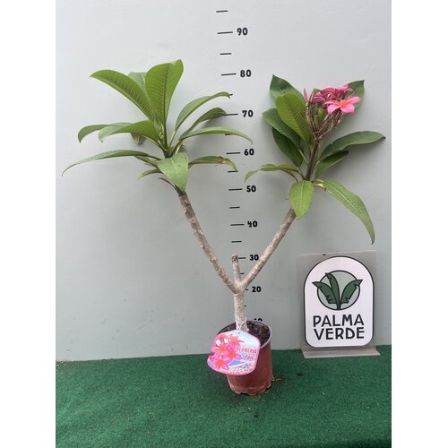 Bloemen-flowers Plumeria rubra Epic- Frangipani - Tempelboom