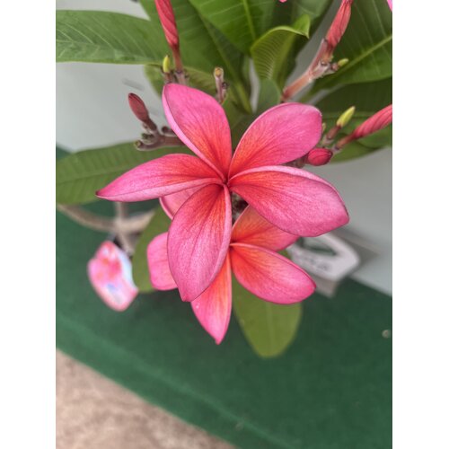Bloemen-flowers Plumeria rubra Epic- Frangipani - Tempelboom