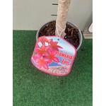 Bloemen-flowers Plumeria rubra Epic- Frangipani - Tempelboom