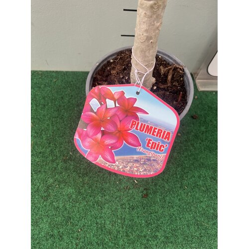 Bloemen-flowers Plumeria rubra Epic- Frangipani - Tempelboom