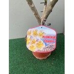Bloemen-flowers Plumeria rubra Chablis- Frangipani - Tempelboom