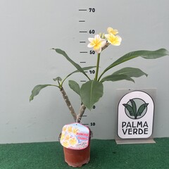 Bloemen-flowers Plumeria rubra Chablis- Frangipanier
