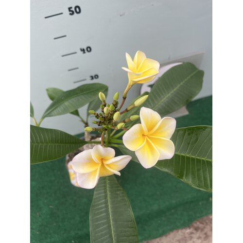 Bloemen-flowers Plumeria rubra Chablis- Frangipani - Tempelboom