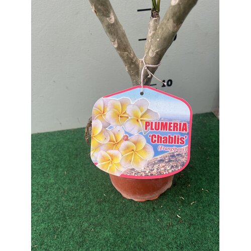 Bloemen-flowers Plumeria rubra Chablis- Frangipanier