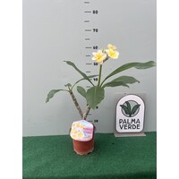 Bloemen-flowers Plumeria rubra Chablis- Frangipanier