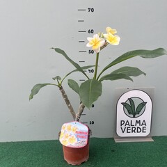 Bloemen-flowers Plumeria rubra Chablis- Frangipanier