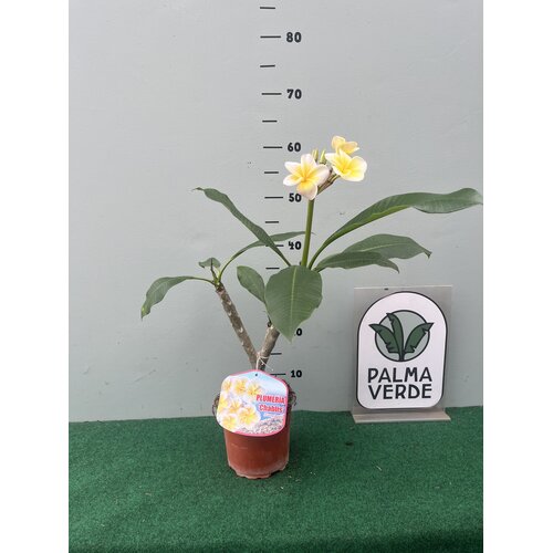 Bloemen-flowers Plumeria rubra Chablis- Frangipanier