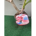 Bloemen-flowers Plumeria rubra Rhapsody- Frangipani - Tempelboom