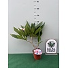 Bloemen-flowers Plumeria rubra Rhapsody- Frangipani - Tempelboom