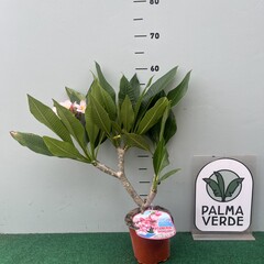Bloemen-flowers Plumeria rubra Rhapsody- Frangipani - Tempelboom