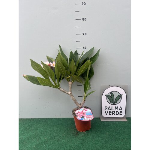 Bloemen-flowers Plumeria rubra Rhapsody- Frangipani - Tempelboom
