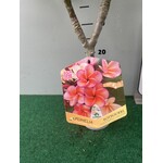 Bloemen-flowers Plumeria rubra Poutpourri- Frangipani - Tempelboom