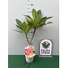 Bloemen-flowers Plumeria rubra Poutpourri- Frangipani - Tempelboom