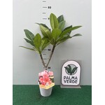Bloemen-flowers Plumeria rubra Poutpourri- Frangipani - Tempelboom