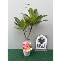 Bloemen-flowers Plumeria rubra Poutpourri- Frangipani - Tempelboom