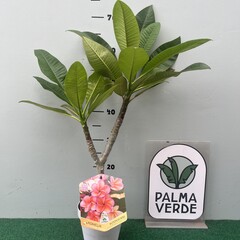 Bloemen-flowers Plumeria rubra Poutpourri- Frangipani - Tempelboom