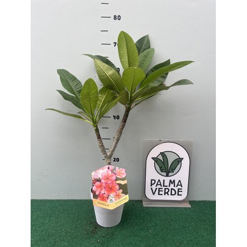 Bloemen-flowers Plumeria rubra Poutpourri- Frangipani - Tempelboom