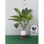 Bloemen-flowers Plumeria rubra Halo- Frangipani - Tempelboom