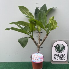 Bloemen-flowers Plumeria rubra Halo- Frangipani - Tempelboom