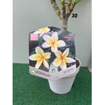 Bloemen-flowers Plumeria rubra Mojito- Frangipanier