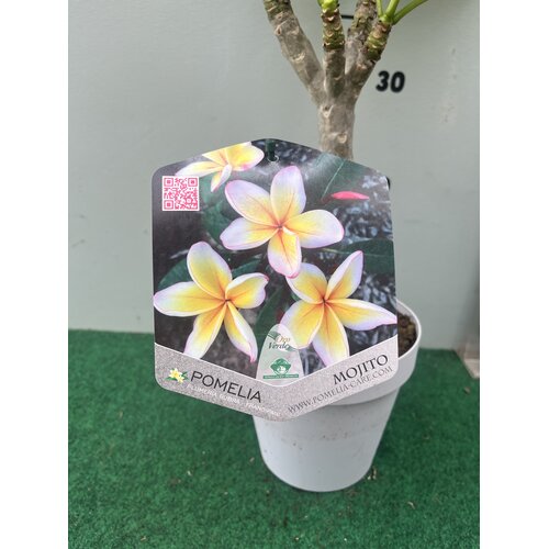 Bloemen-flowers Plumeria rubra Mojito- Frangipani - Tempelboom