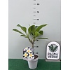 Bloemen-flowers Plumeria rubra Mojito- Frangipani - Temple tree