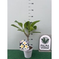 Bloemen-flowers Plumeria rubra Mojito- Frangipani - Tempelboom