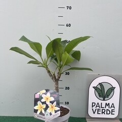 Bloemen-flowers Plumeria rubra Mojito- Frangipanier