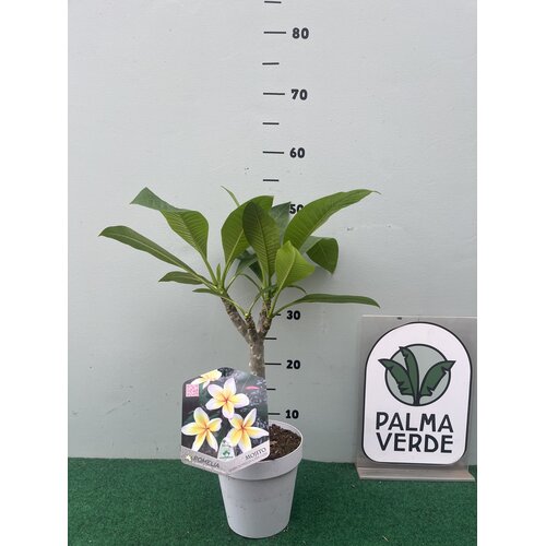Bloemen-flowers Plumeria rubra Mojito- Frangipani - Tempelboom