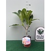 Bloemen-flowers Plumeria rubra Mystique- Frangipanier