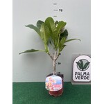 Bloemen-flowers Plumeria rubra Mystique- Frangipani - Tempelboom