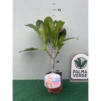 Bloemen-flowers Plumeria rubra Mystique- Frangipani - Tempelboom