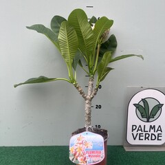 Bloemen-flowers Plumeria rubra Mystique- Frangipani - Tempelboom
