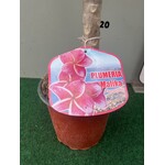 Bloemen-flowers Plumeria rubra Malika- Frangipani - Tempelboom