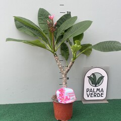 Bloemen-flowers Plumeria rubra Malika- Frangipanier