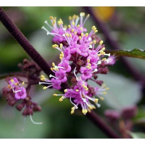 Bloemen-flowers Callicarpa bodinieri Profusion - Schoonvrucht