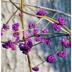 Bloemen-flowers Callicarpa bodinieri Profusion - Schoonvrucht