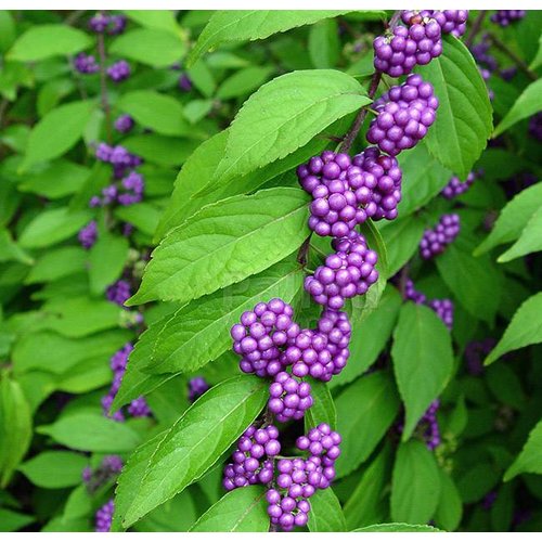 Bloemen-flowers Callicarpa bodinieri Profusion - Schoonvrucht