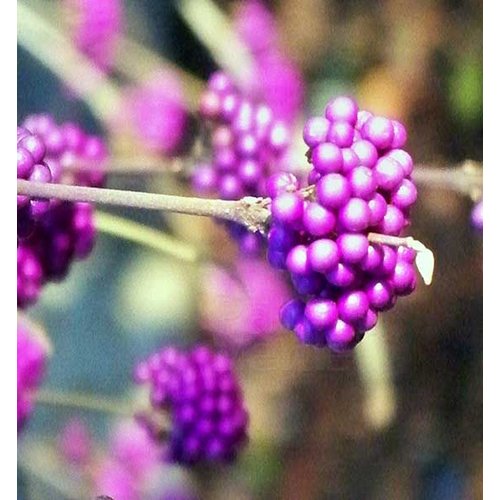 Bloemen-flowers Callicarpa bodinieri Profusion - Schoonvrucht