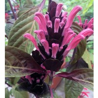 Bloemen-flowers Jacobinia carnea - Justicia carnea