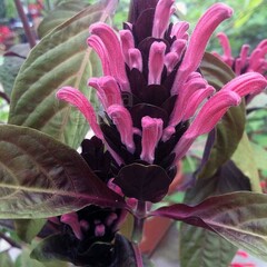 Bloemen-flowers Jacobinia carnea - Justicia carnea