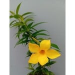 Bloemen-flowers Allamandra cathartica - Gouden Trompetbloem - Allamanda