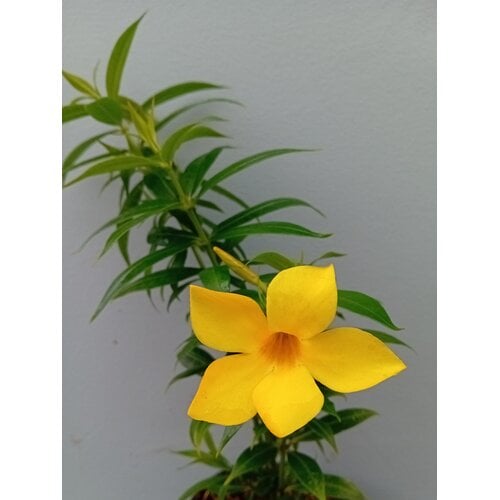 Bloemen-flowers Allamandra cathartica - Gouden Trompetbloem - Allamanda