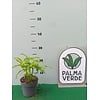 Eetbare tuin-edible garden Syngonium angustatum - Pijlpunt - Wilde Ganzenvoet