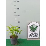 Eetbare tuin-edible garden Syngonium angustatum