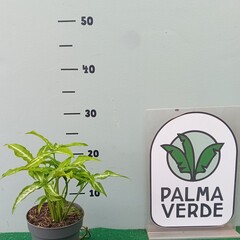 Eetbare tuin-edible garden Syngonium angustatum
