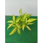 Eetbare tuin-edible garden Syngonium angustatum - Pijlpunt - Wilde Ganzenvoet