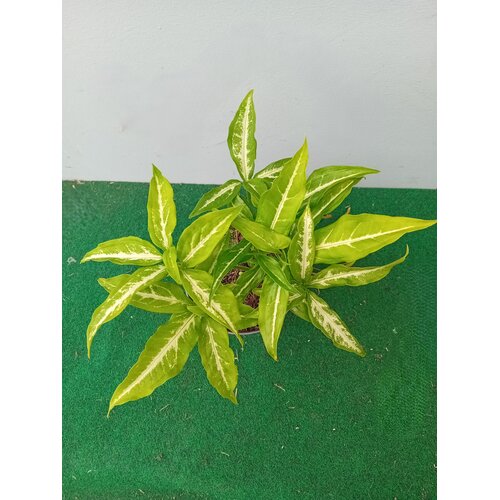 Eetbare tuin-edible garden Syngonium angustatum - Arrowhead - Wild Goosefoot