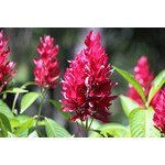 Bloemen-flowers Justicia megaskepasma - Braziliaanse rode deken - Reuzenjusticia